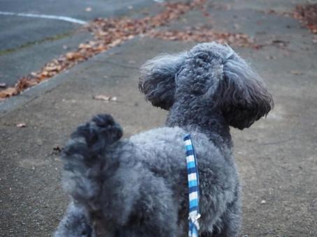 照片, 斑點狗, 玩具貴賓犬, 動物, 