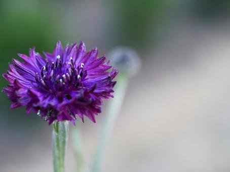 むらさきの花 むらさきの花の写真