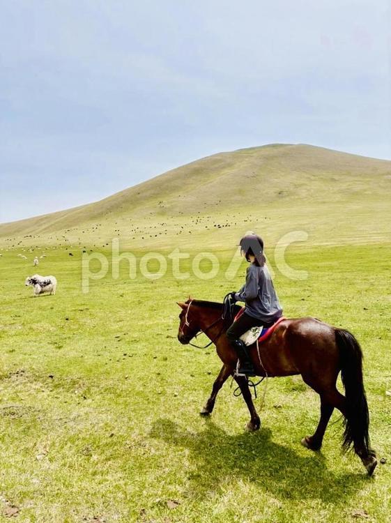 馬とわたし モンゴル,馬,動物の写真素材