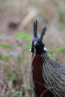 ミノキジ ミノキジの写真