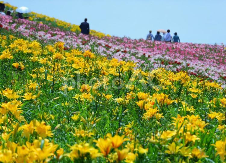 美しき百合の花 百合,百合の花,花の写真素材
