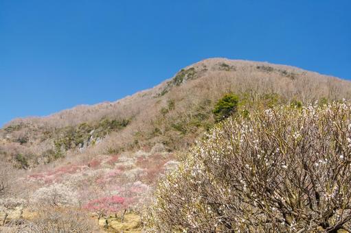 青空に映える満開の紅梅と白梅 梅,迎春,梅の花の写真素材