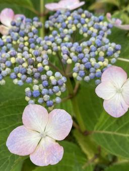 Photo, hydrangea, june, early summer, 