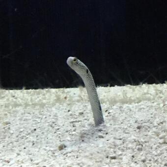 Photo, JPG Photo, chinanago, to wear aquarium, tiny, JPG