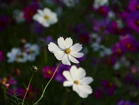 白いコスモス 秋桜,コスモス,白の写真素材