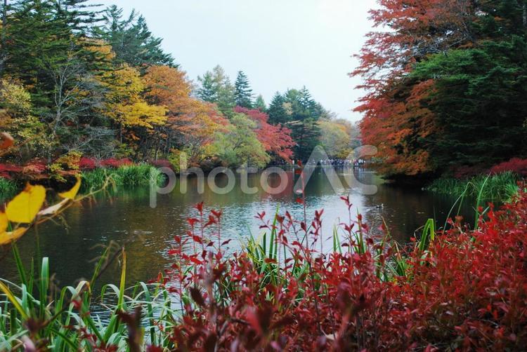 軽井沢雲場池の紅葉 長野県,軽井沢,紅葉の写真素材