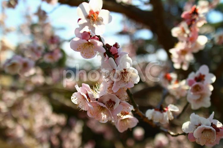 香りも良く、元気に咲いてました。 公園,屋外で,庭園の写真素材