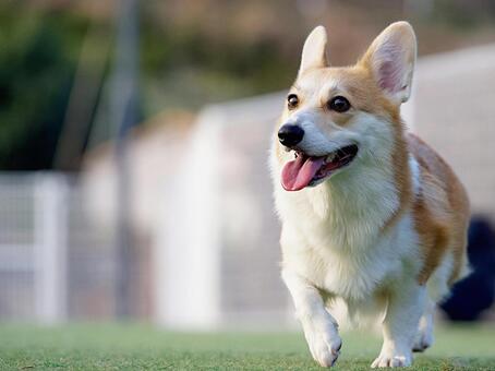 ドッグランのウェルシュコーギー 犬,コーギー,ウェルシュコーギーの写真素材
