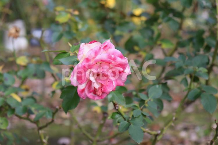 ドイツ生まれのピンクの薔薇、ニコール 薔薇,花,植物の写真素材