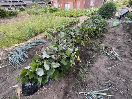 つる返しをしたサツマイモの畑 つる返しをしたサツマイモの畑の写真