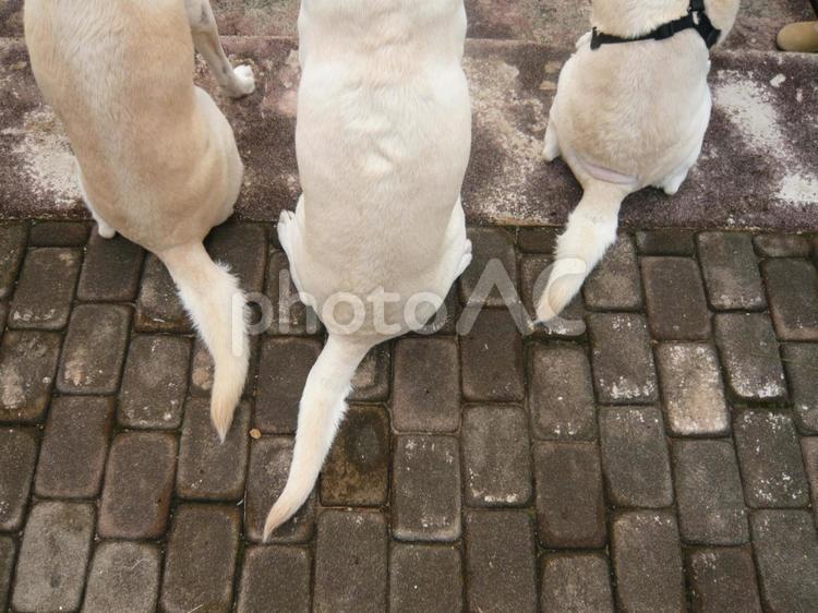 犬のしっぽ　家族 犬,大型犬,ラブラドールレトリバーの写真素材