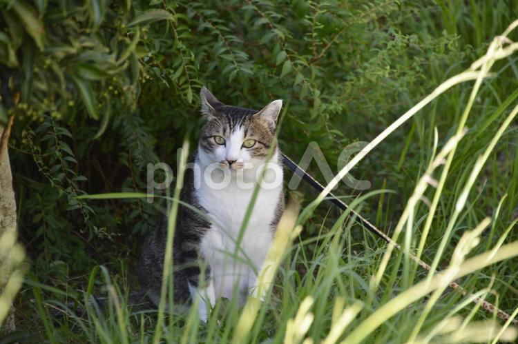 うちのななちゃん ねこ,飼い猫,動物の写真素材