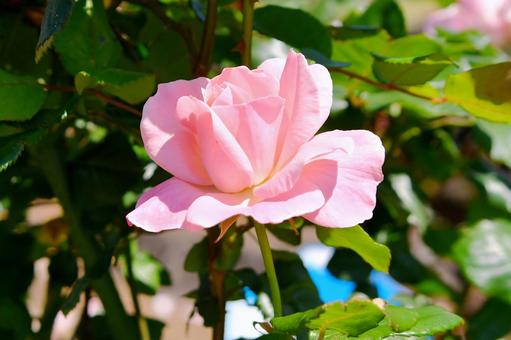 薔薇 クイーンエリザベス 薔薇 クイーンエリザベス 薔薇,クイーンエリザベス,ピンクの写真素材