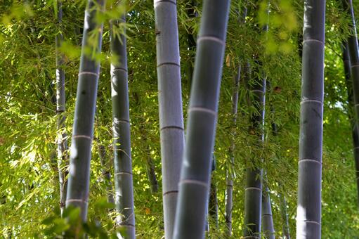 竹林 竹,竹林,緑の写真素材