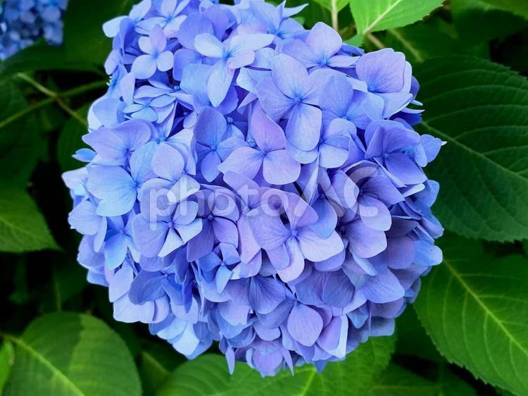 紫陽花　青　初夏　梅雨2 紫陽花,青,初夏の写真素材