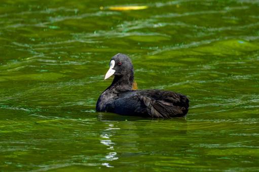 池を泳ぐオオバン 池を泳ぐオオバン オオバン,バン,野鳥の写真素材