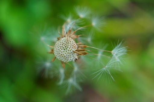 The moment when the dandelion fluff takes flight, JPG