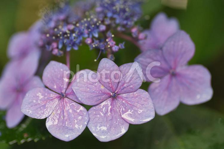 雨に濡れたアジサイ アジサイ,雨,濡れるの写真素材