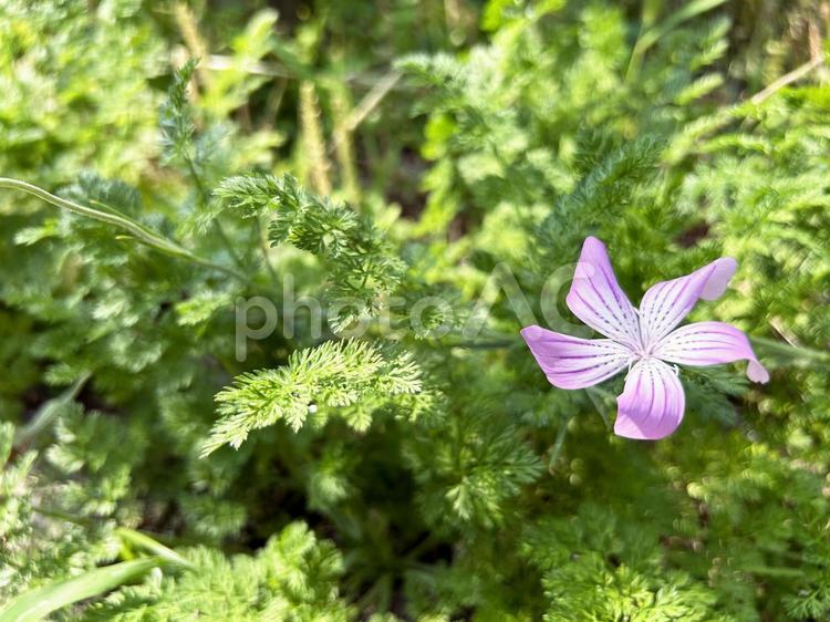 日を浴びるムギセンノウの花 ムギセンノウ,アグロステンマ,花の写真素材