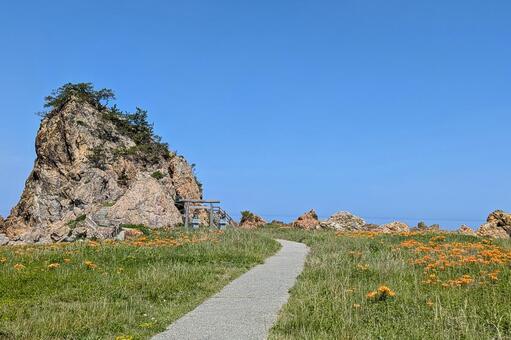 藻浦崎の岩場とイワユリ咲く初夏の風景 イワユリ,岩百合,ユリの写真素材