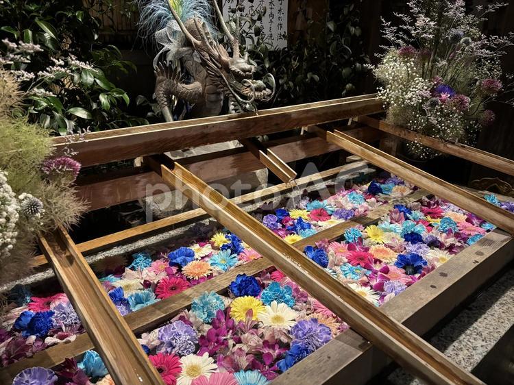 夜を彩る、東京大神宮の花手水 東京大神宮,手水舎,花手水の写真素材