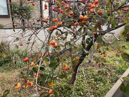 秋に実った柿の実 柿,フルーツ,青空の写真素材
