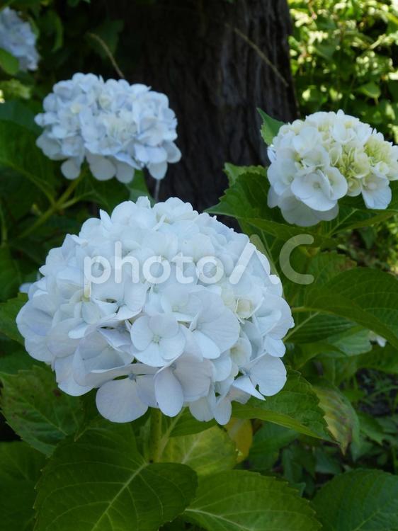 6月の薄青い白い紫陽花 紫陽花,アジサイ,白の写真素材