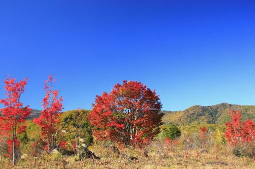 オオカエデの紅葉 オオカエデの紅葉 乗鞍高原,紅葉,秋の写真素材