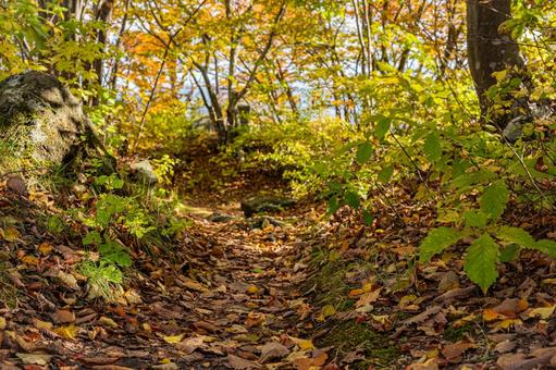 北海道　大沼国定公園　秋の風景 北海道,大沼,函館の写真素材