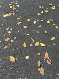 落ち葉 地面,秋,木の葉の写真素材