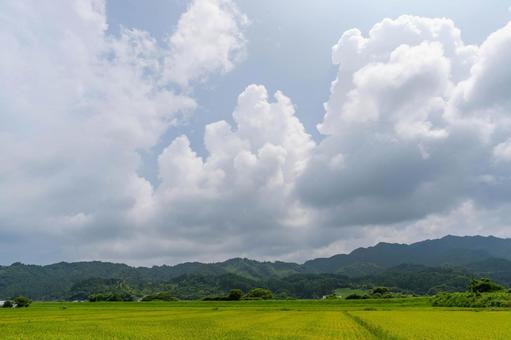 夏の田んぼと夏雲 夏の田んぼと夏雲の写真
