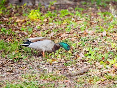 地面を歩くマガモのオス 地面を歩くマガモのオスの写真