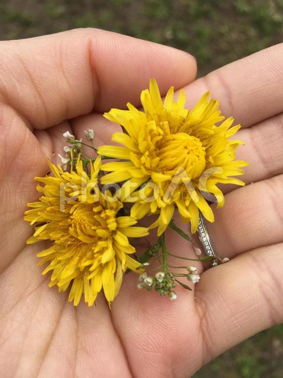 娘からはじめてのプレゼント 自然,花,屋外での写真素材