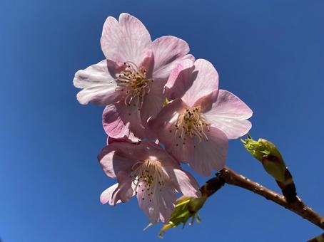 河津桜 河津桜の写真