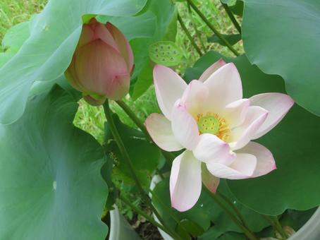 蓮の花と蕾(舞妃蓮) 蓮の花と蕾(舞妃蓮) 舞妃蓮,可憐,雅の写真素材