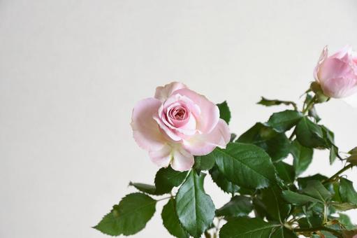 ピンクの薔薇 ピンク,ばら,薔薇の写真素材