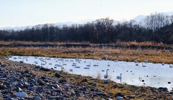犀川 白鳥飛来地 犀川 白鳥飛来地 御宝田遊水地,長野県,安曇野市の写真素材