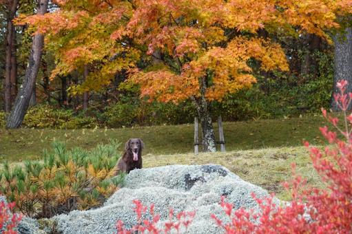 紅葉と犬の写真