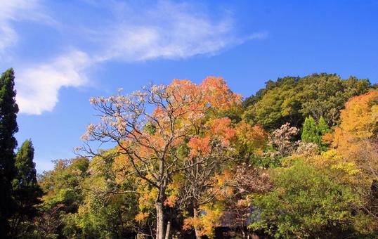 秋の山の紅葉 紅葉,秋,山の写真素材