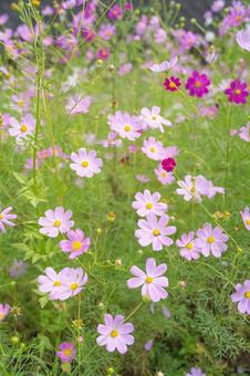 コスモスの花 コスモスの花 コスモス,花,ピンクの写真素材