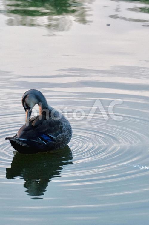 水面で羽づくろいするカモの後ろ姿 カルガモ,カモ,鴨の写真素材
