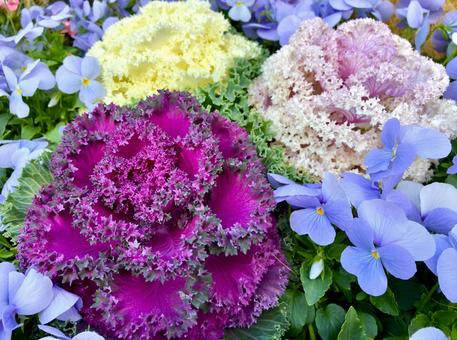 葉ボタンと水色のスミレ 葉ボタンと水色のスミレ 葉ボタン,葉牡丹,植物の写真素材