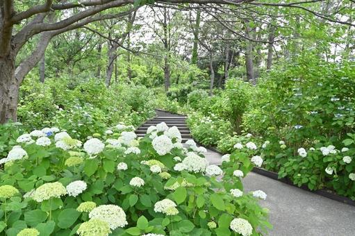 Photo, hydrangea, outdoors, natural, 