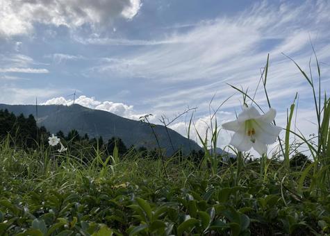 山と花 山と花の写真