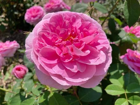 ピンク色の薔薇の写真