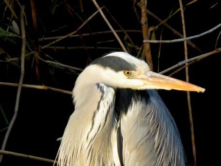 河岸でくつろぐ青鷺の表情アップ・振り向き アオサギ,鳥,野鳥の写真素材