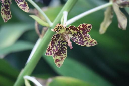 タイガーオーキッドの花のアップ タイガーオーキッド,花,アップの写真素材