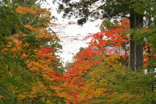 Autumnal forest scenery, JPG