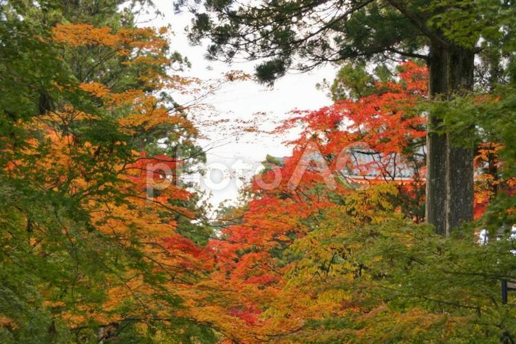 紅葉に染まる森の風景 紅葉,秋,森の写真素材