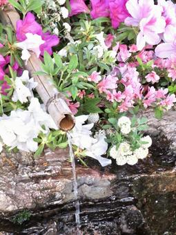 Azalea flower water fountain, JPG Azalea flower water fountain, JPG